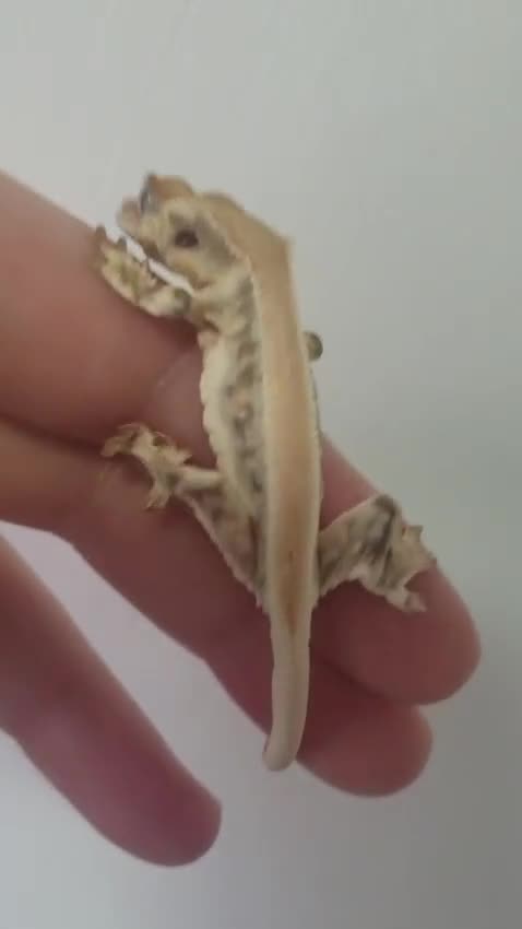 Gecko reptiles for sale: Crested Gecko Gargoyle &  Leachianus Gecko  in Wigston - Video 1