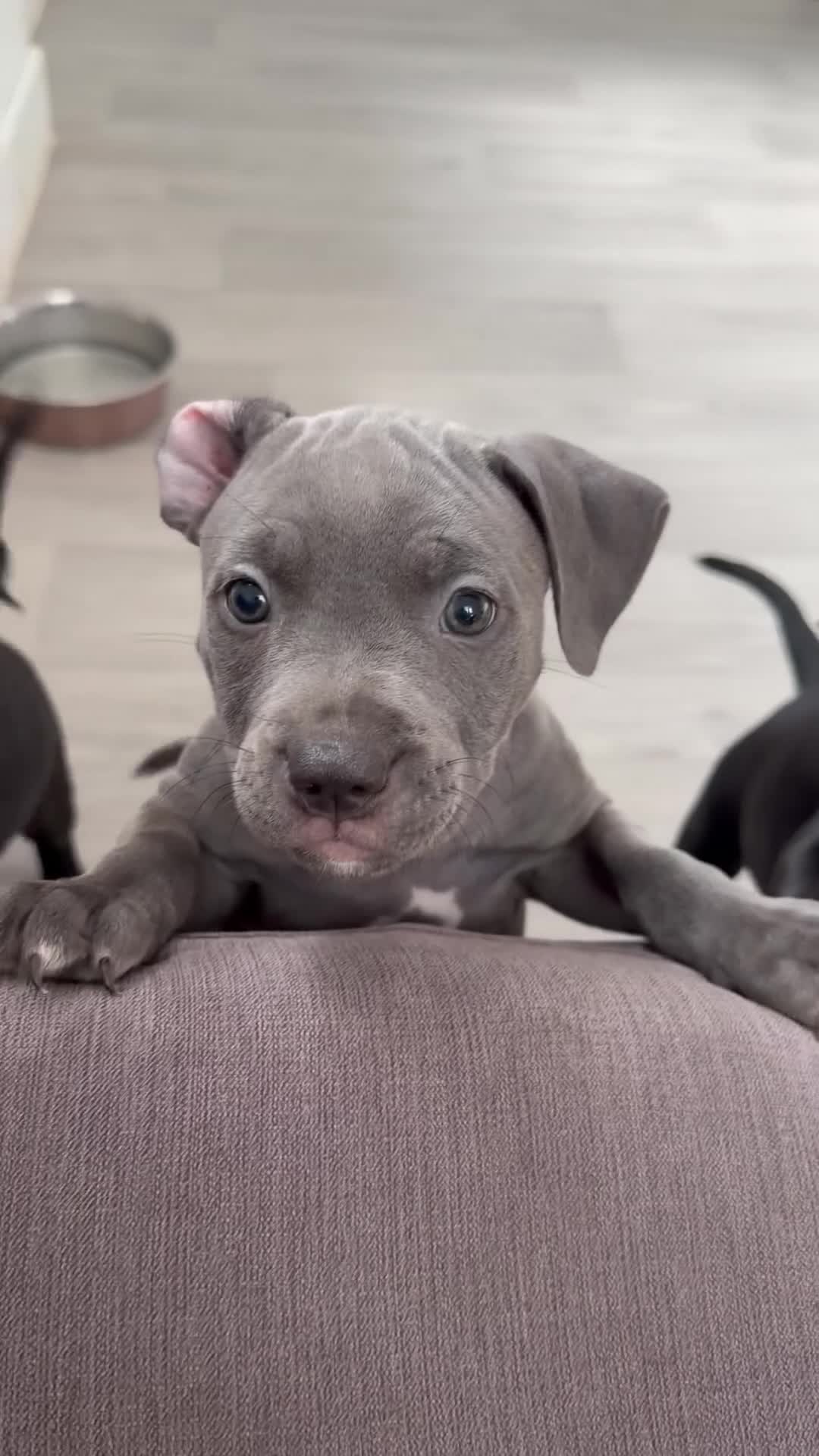 Mixed Breed dogs for sale: C. Graham - Video 1