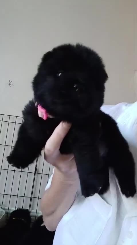 Chow Chow dogs for sale: 🐻❤️ GORGEOUS KC REGISTERED CHOW CHOW PUPPIES 🐾 - Video 3