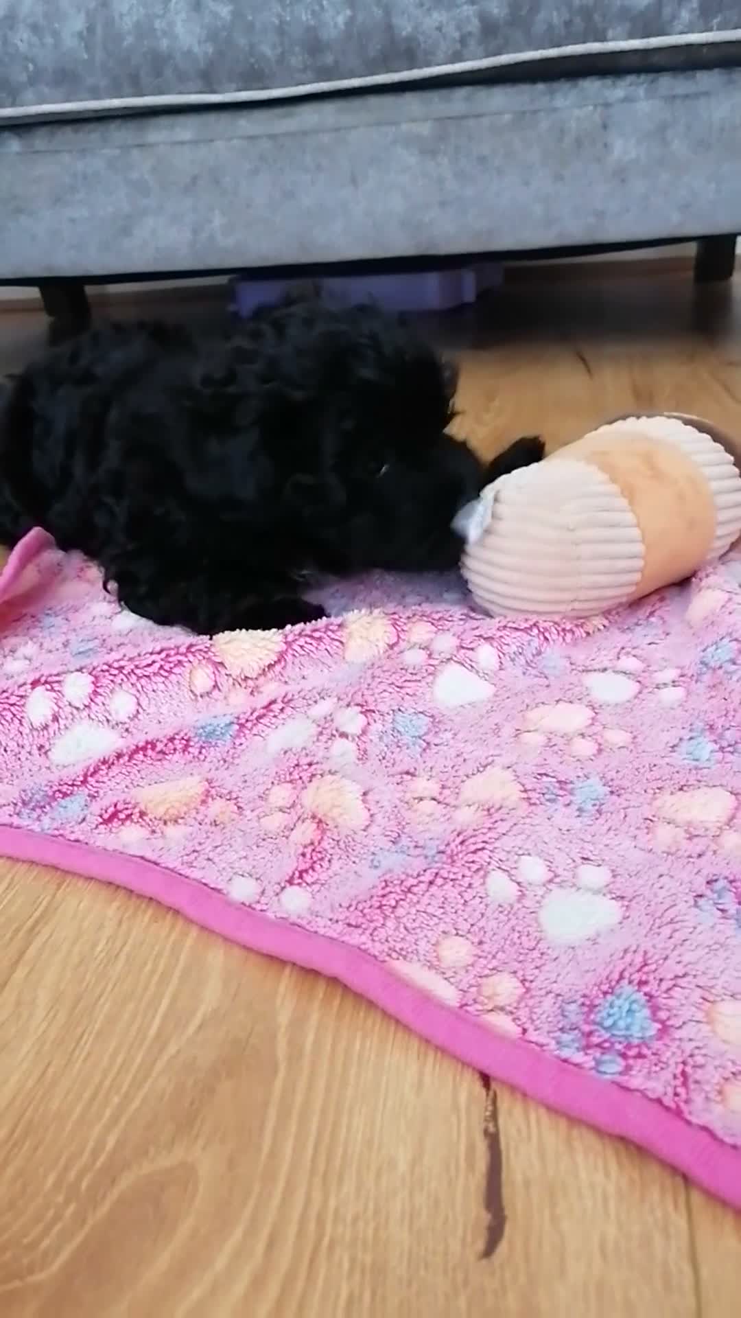 Maltipoo dogs for sale: Toy Maltipoo puppy ready now - Video 1