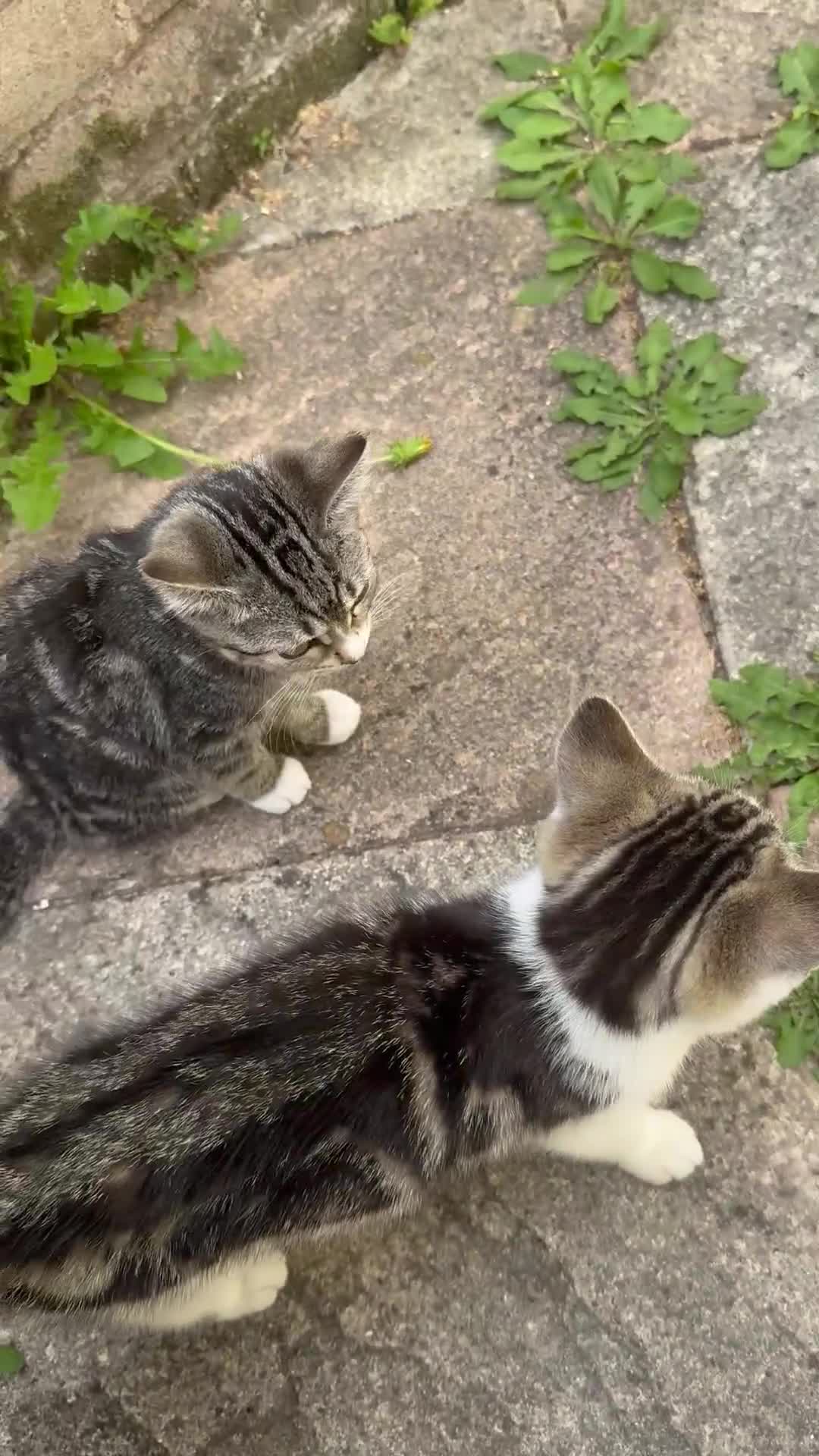 Domestic Shorthair cats for sale: 4 kittens, short haired - Video 2