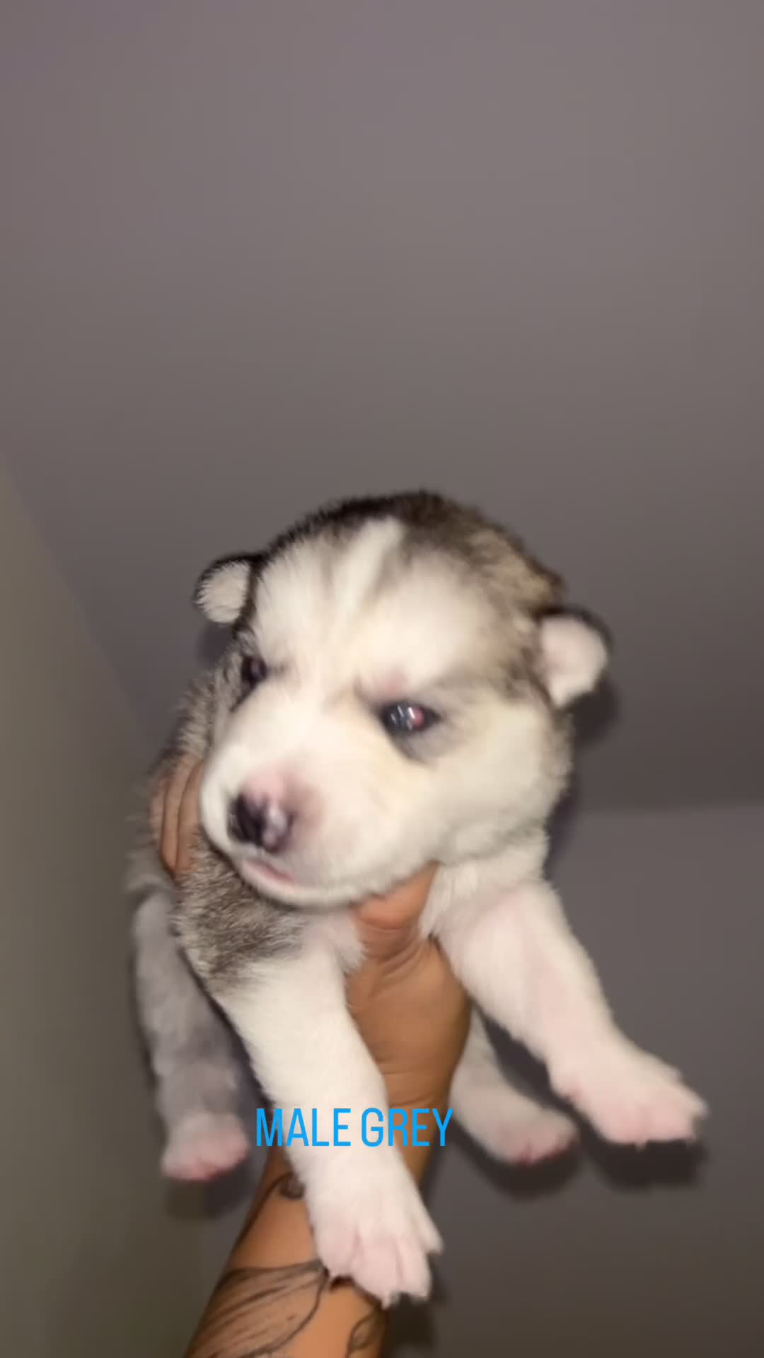 Siberian Husky dogs for sale: STUNNING PURE SIBERIAN HUSKY PUPPIES  - Video 4