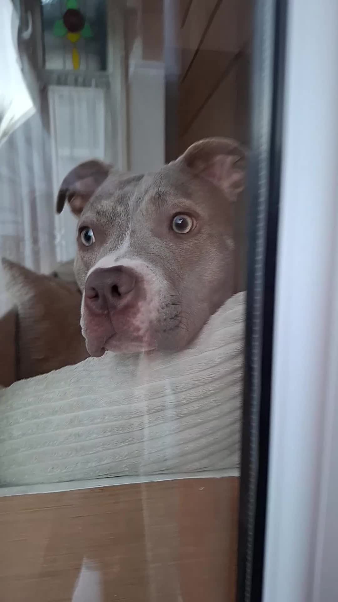 Mixed Breed dogs for sale: Staffordshire bull terrier x mix - Video 4