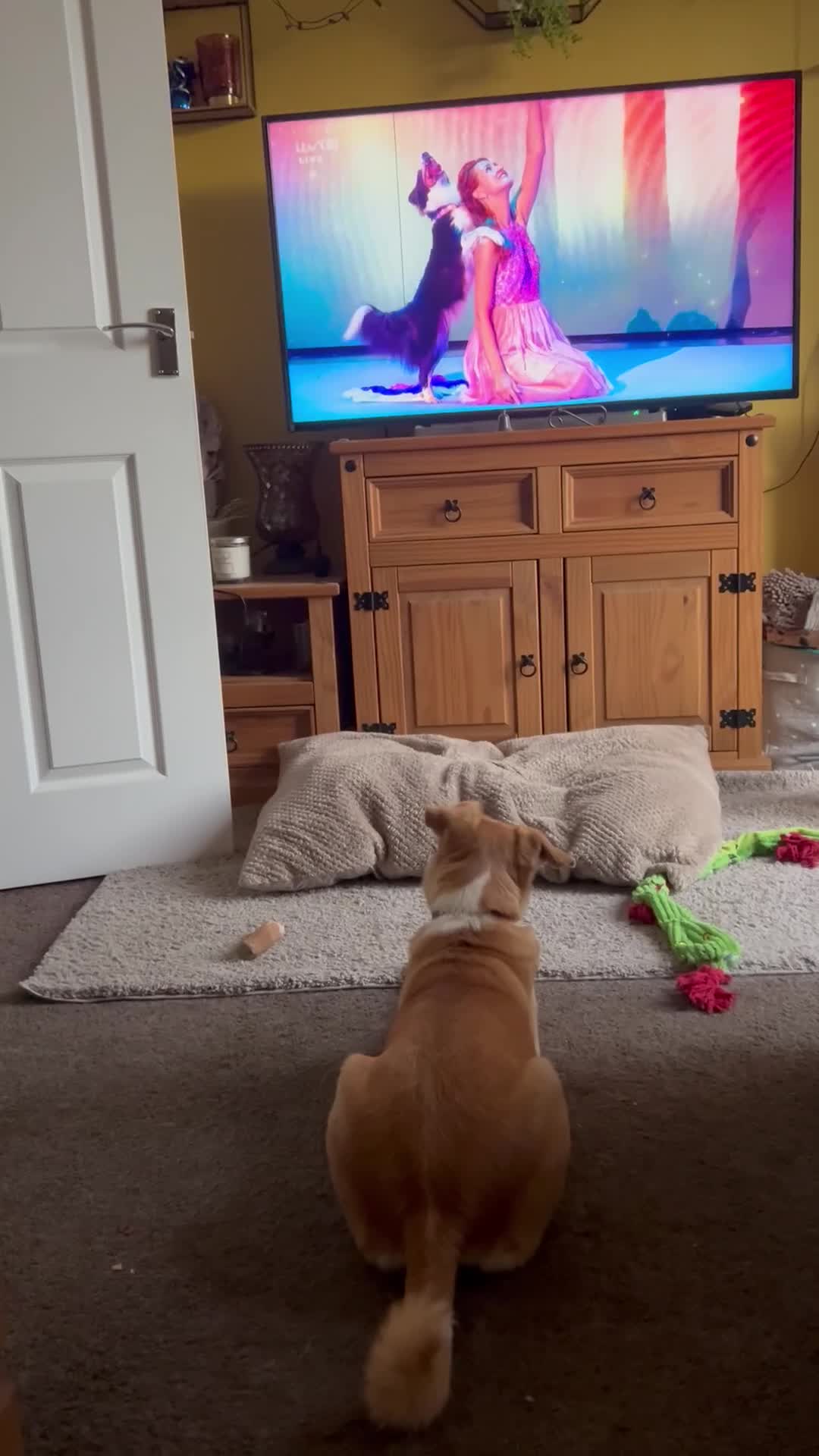 Mixed Breed dogs for sale: Amber in Tidworth - Video 1