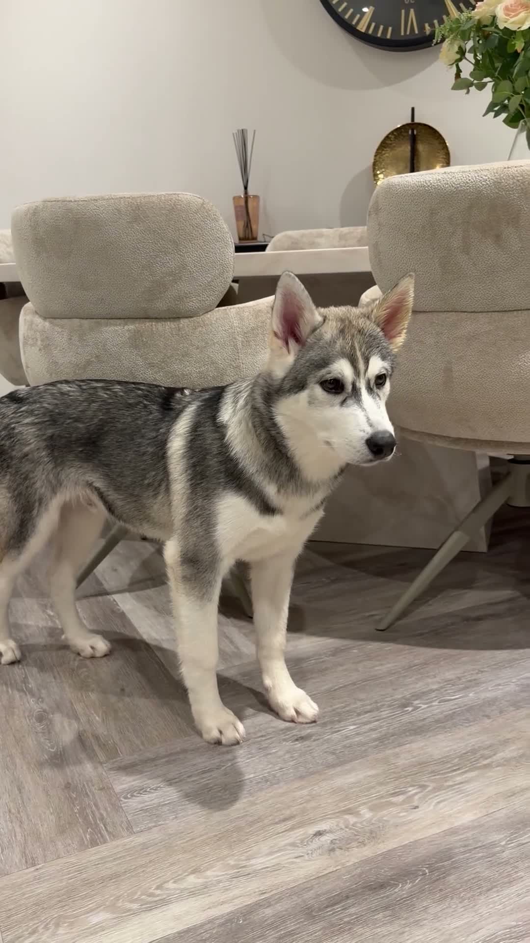 Siberian Husky dogs for sale: Male grey/white Husky puppy for sale - Video 1