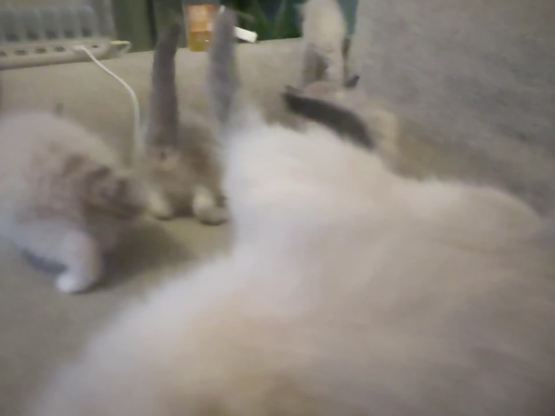 Ragdoll cats for sale: Blue ragdolls mitted ragdolls  - Video 1