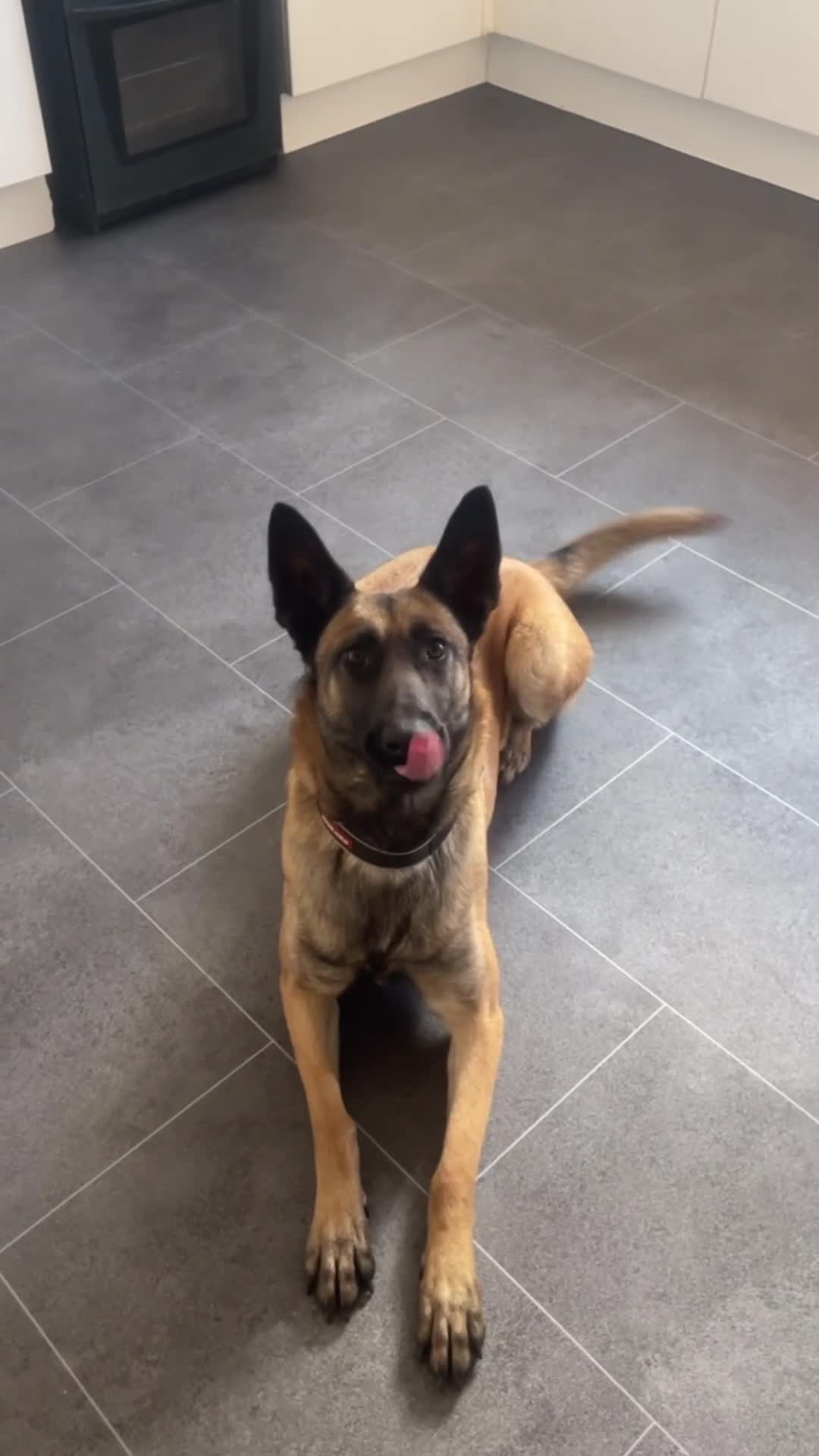 Mixed Breed dogs for sale: 4 very beautiful pups  - Video 5