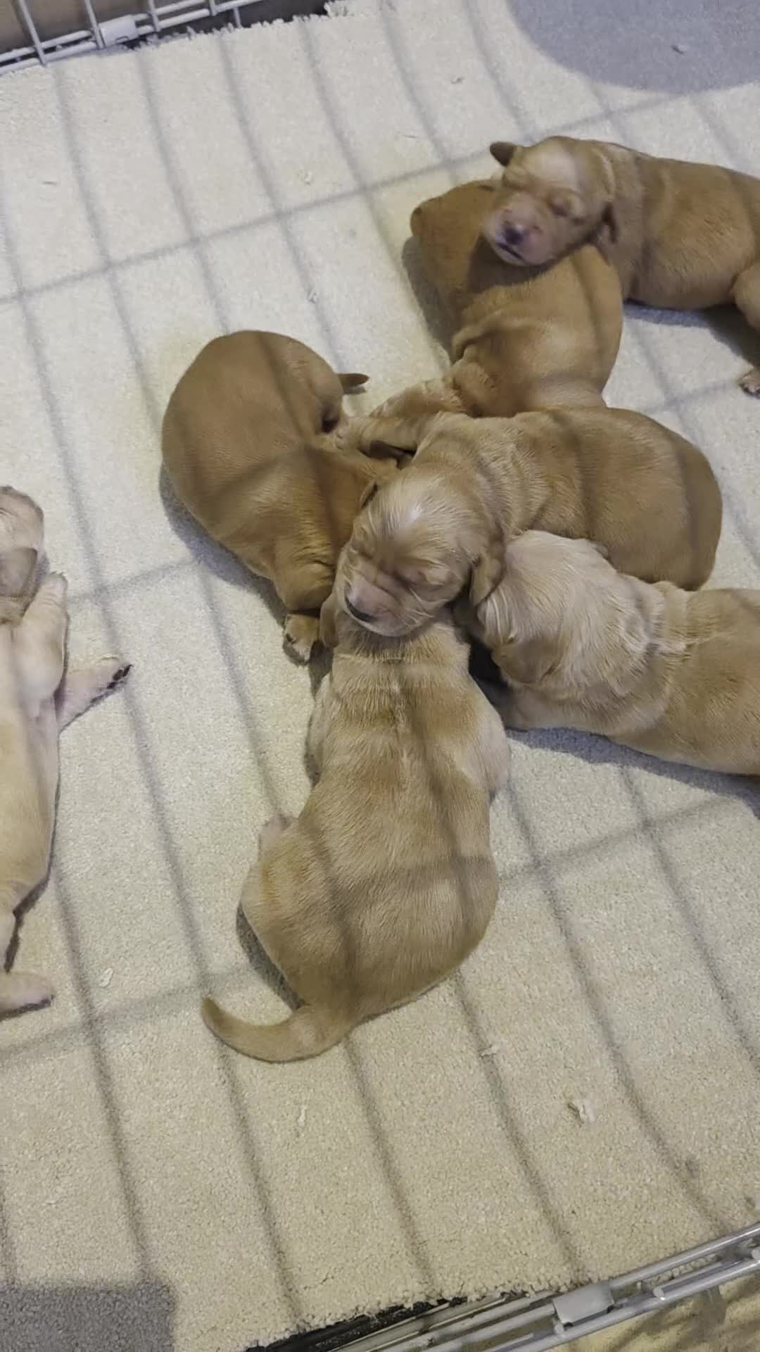 Golden Retriever dogs for sale: Kc registered red golden retrievers  - Video 1