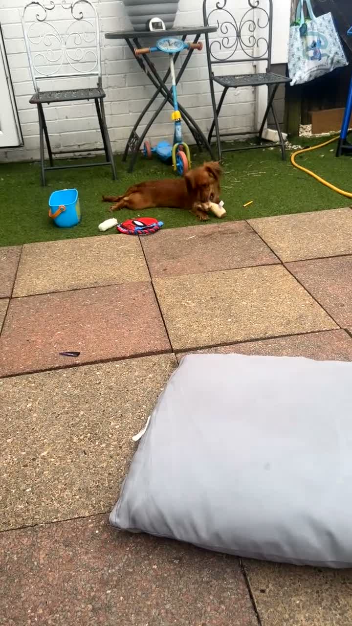 Mixed Breed dogs for sale: Rehoming through no fault of her  own  - Video 1