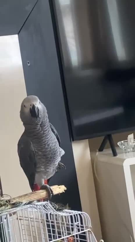 Parrots birds for sale: African Grey  in Plymouth - Video 1