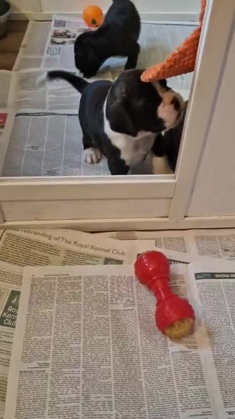 Boxer dogs for sale: Kc Reg Brindle Boy - Video 1