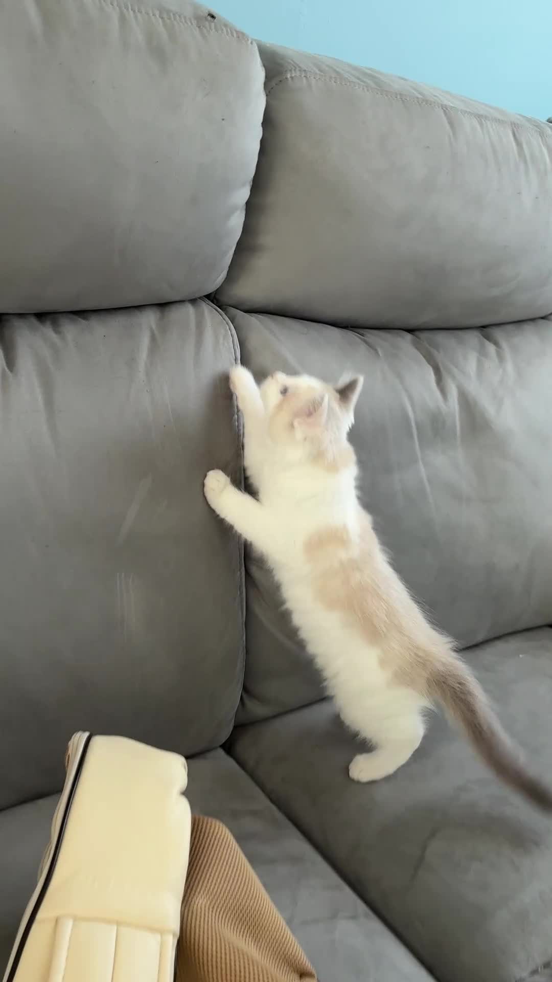 Ragdoll cats for sale: Ragdoll girls - Video 2