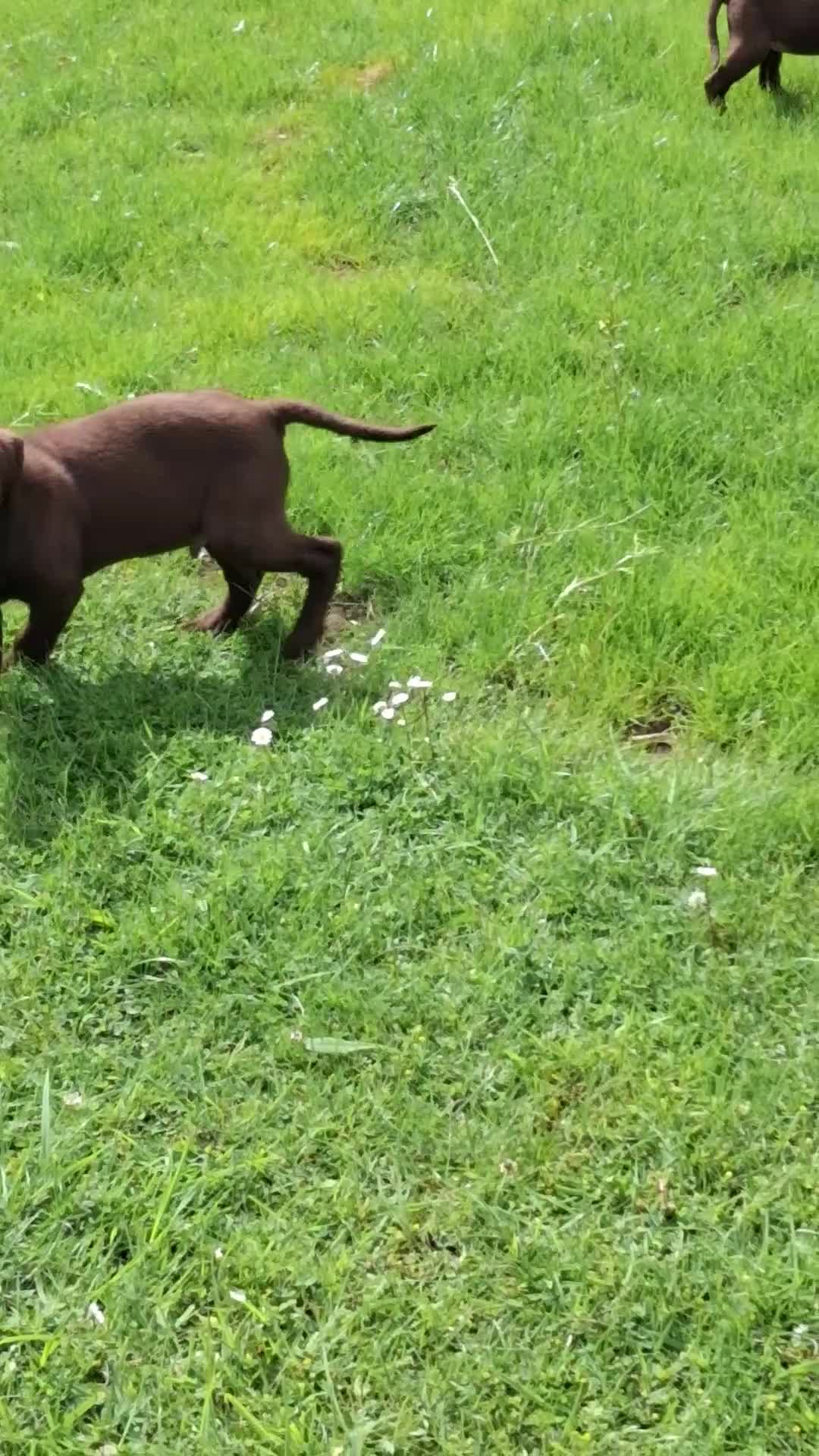 Labrador Retriever dogs for sale: Fantastic labrador pups  - Video 2