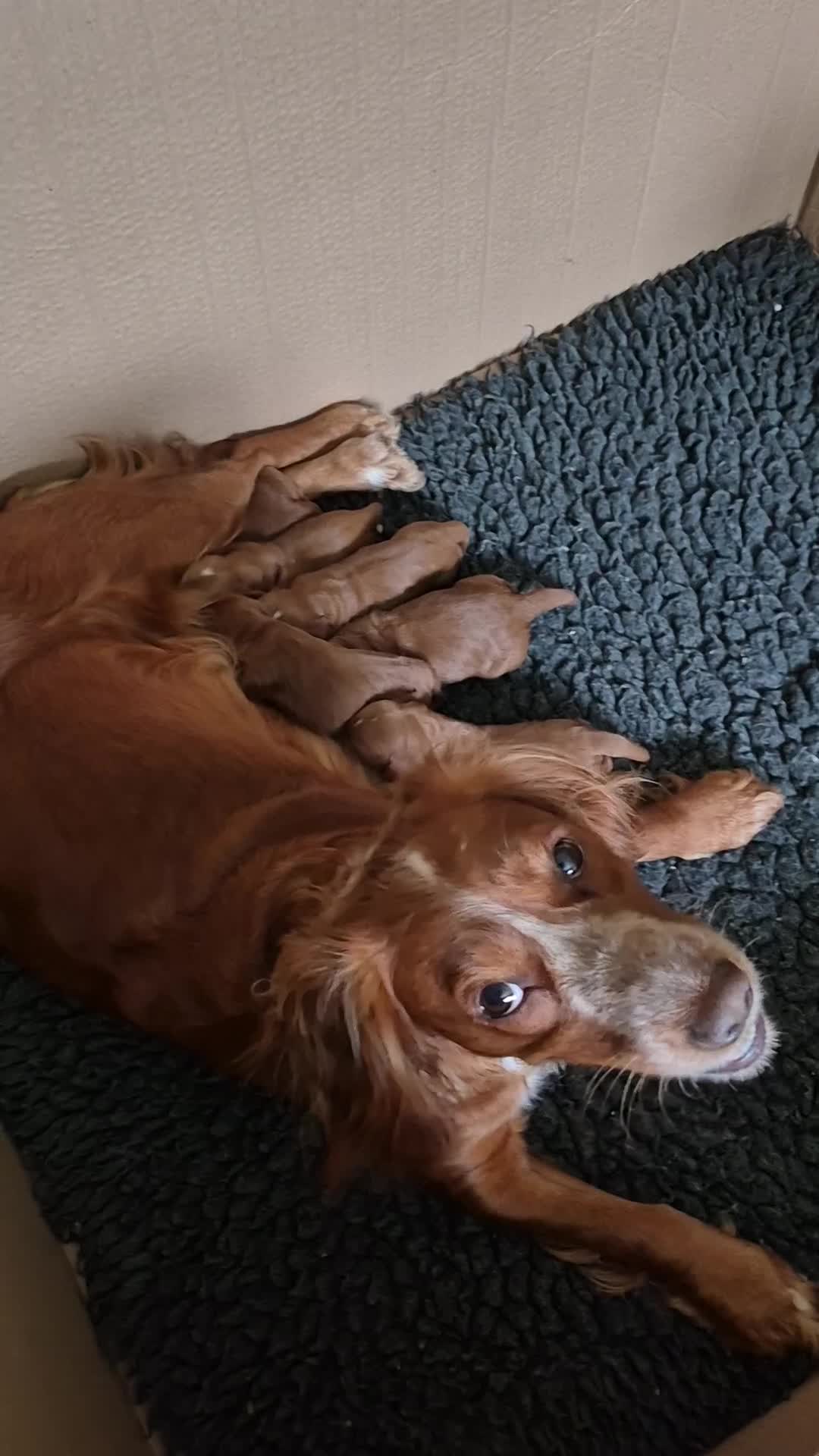 Cockapoo dogs for sale: red cockapoo f1 non fading - Video 1