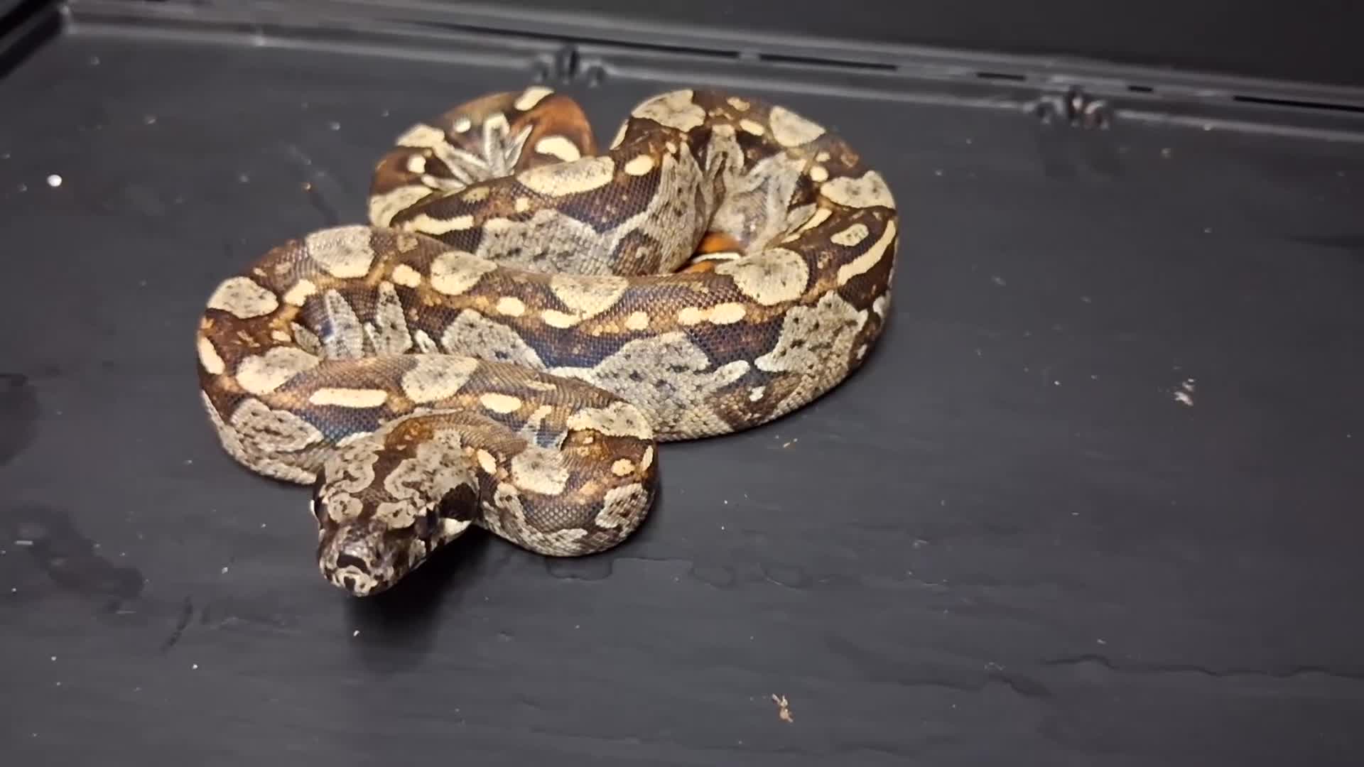 Boa Snake reptiles for sale: IMG Boa constrictors Males & Females  - Video 1