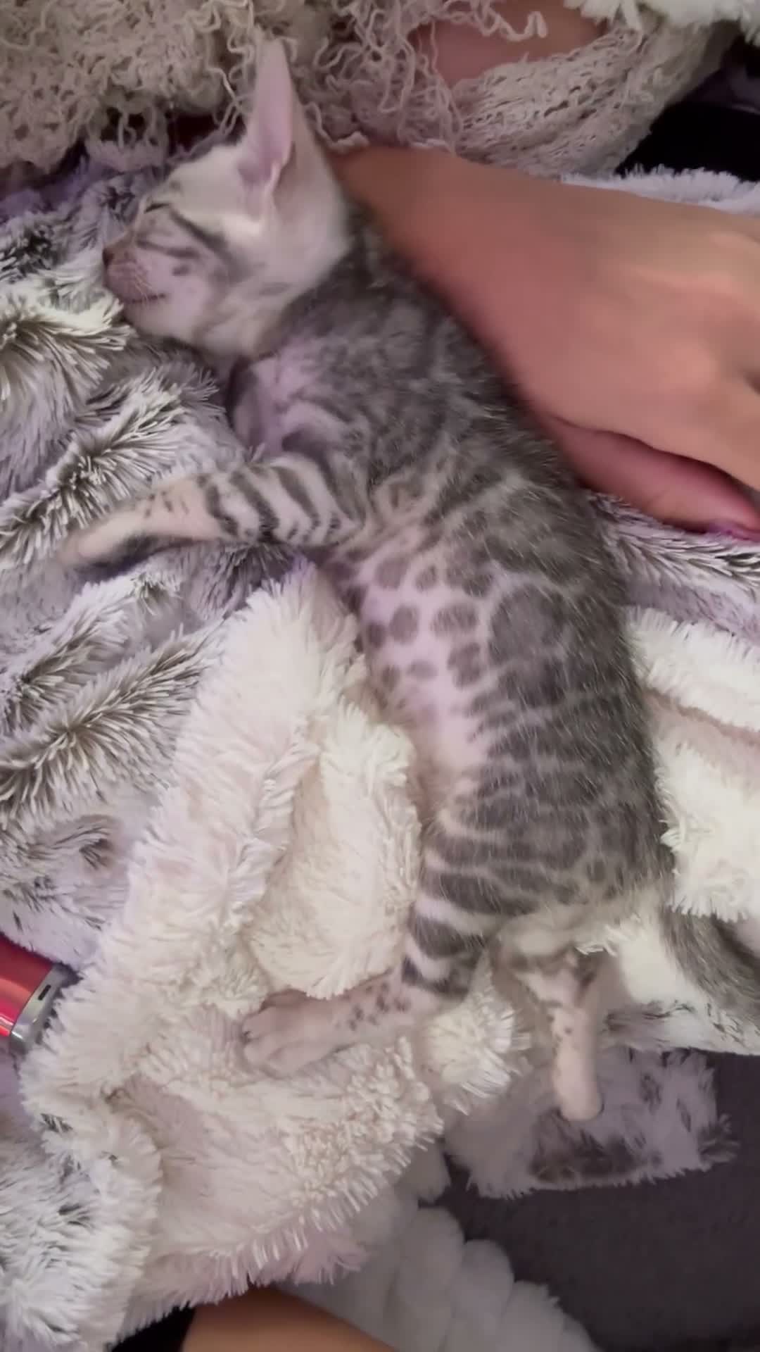 Bengal cats for sale: Gorgeous Bengal kittens  in Cambridge - Video 3