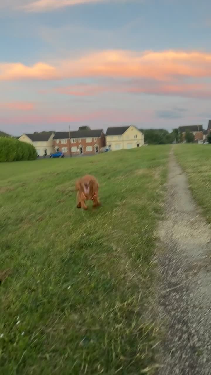 Cocker Spaniel dogs for sale: *FREE* - Video 2