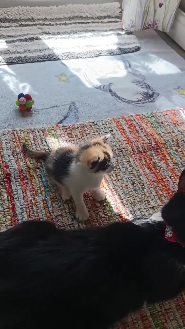 Mixed Breed cats for sale: Four girls. - Video 1