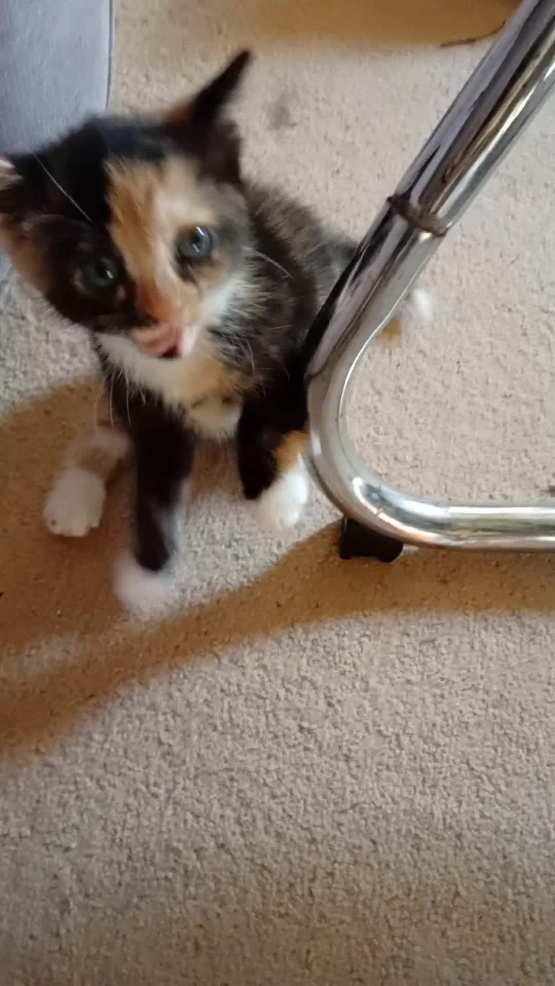 Mixed Breed cats for sale: Beautiful tortie girl - Video 1