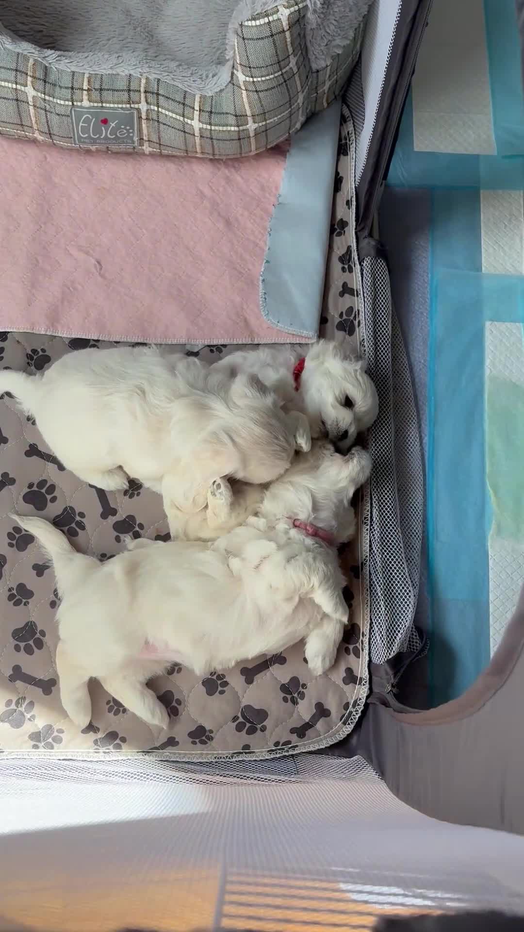 Maltese dogs for sale: READY HOME 30.05  - Video 3