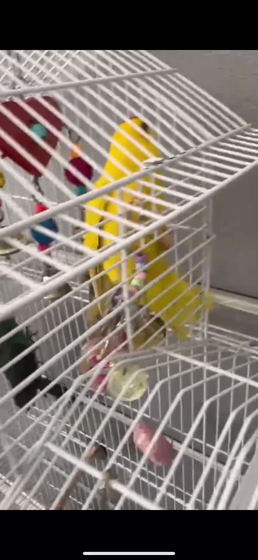 Mixed Breed birds for sale: Kakariki Birds for Sale – 1 Boy & 1 Girl 🐦🐦   - Video 2