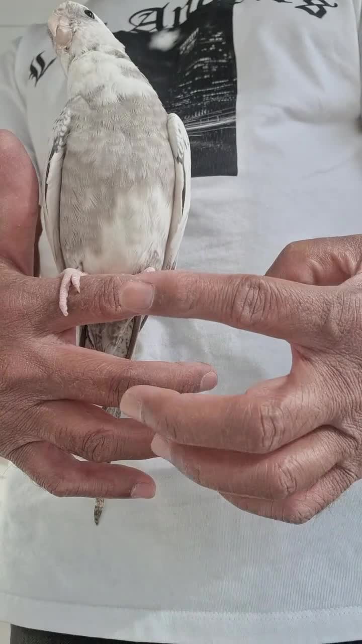 Cockatiels birds for sale: Super silly hand tamed baby cockatiels  - Video 1