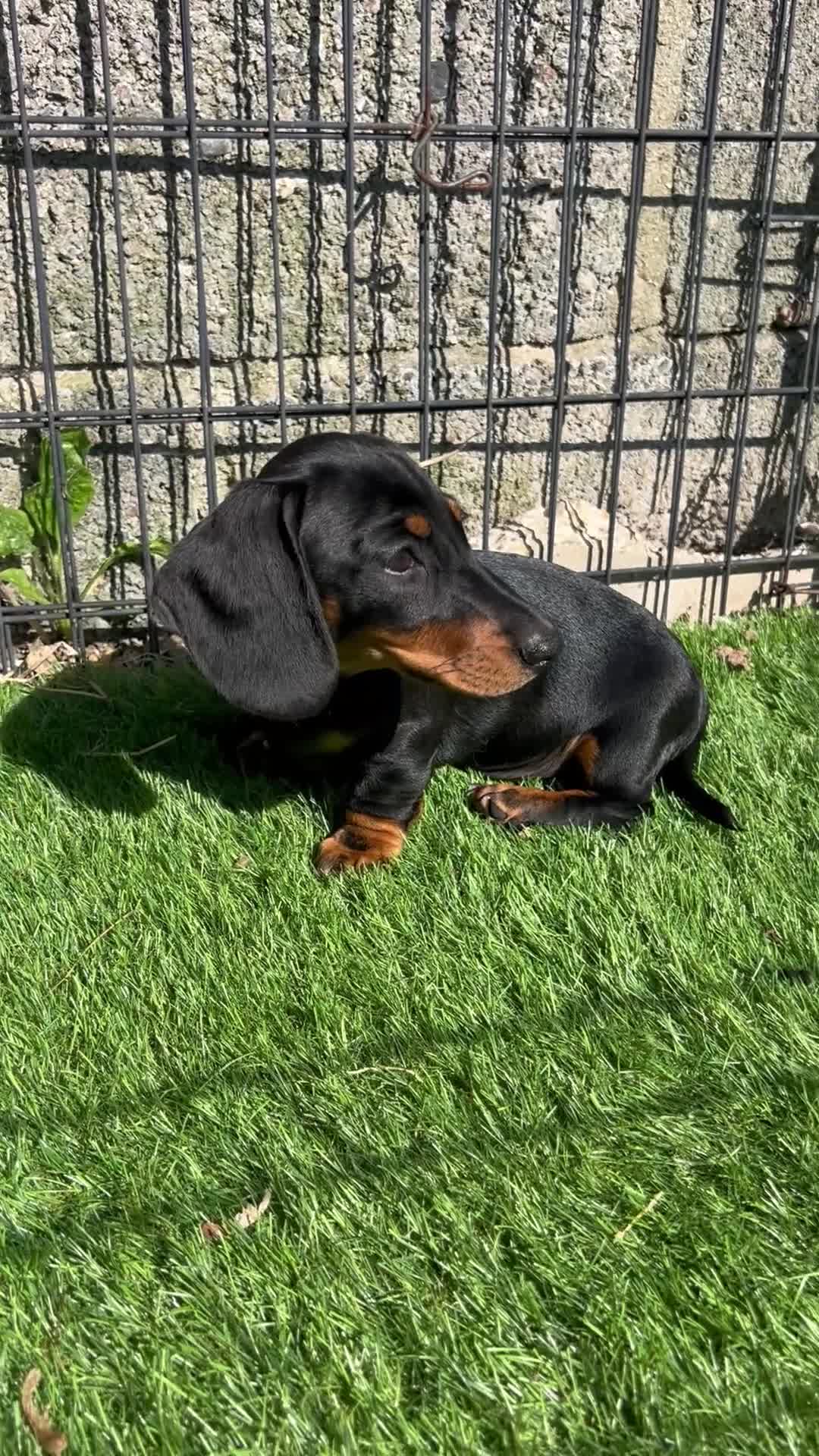 Miniature Dachshund dogs for sale: Beautiful Miniature Dachshund Puppy -KC Registered in Romford - Video 1