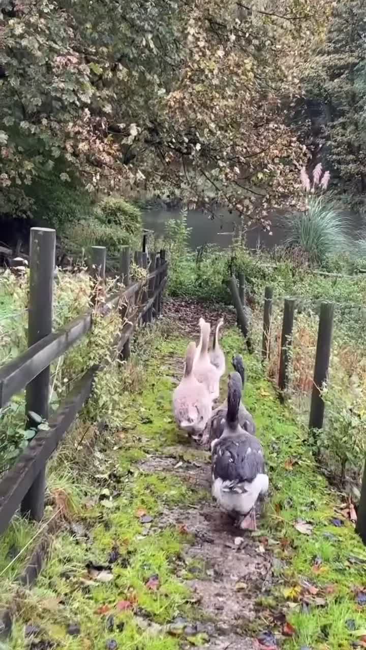 Geese poultry for sale: goose in Bolton - Video 1