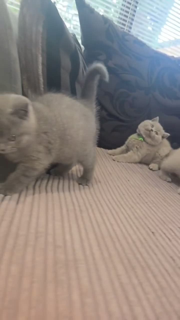 British Shorthair cats for sale: Chunky British Shorthair Kittens  - Video 2