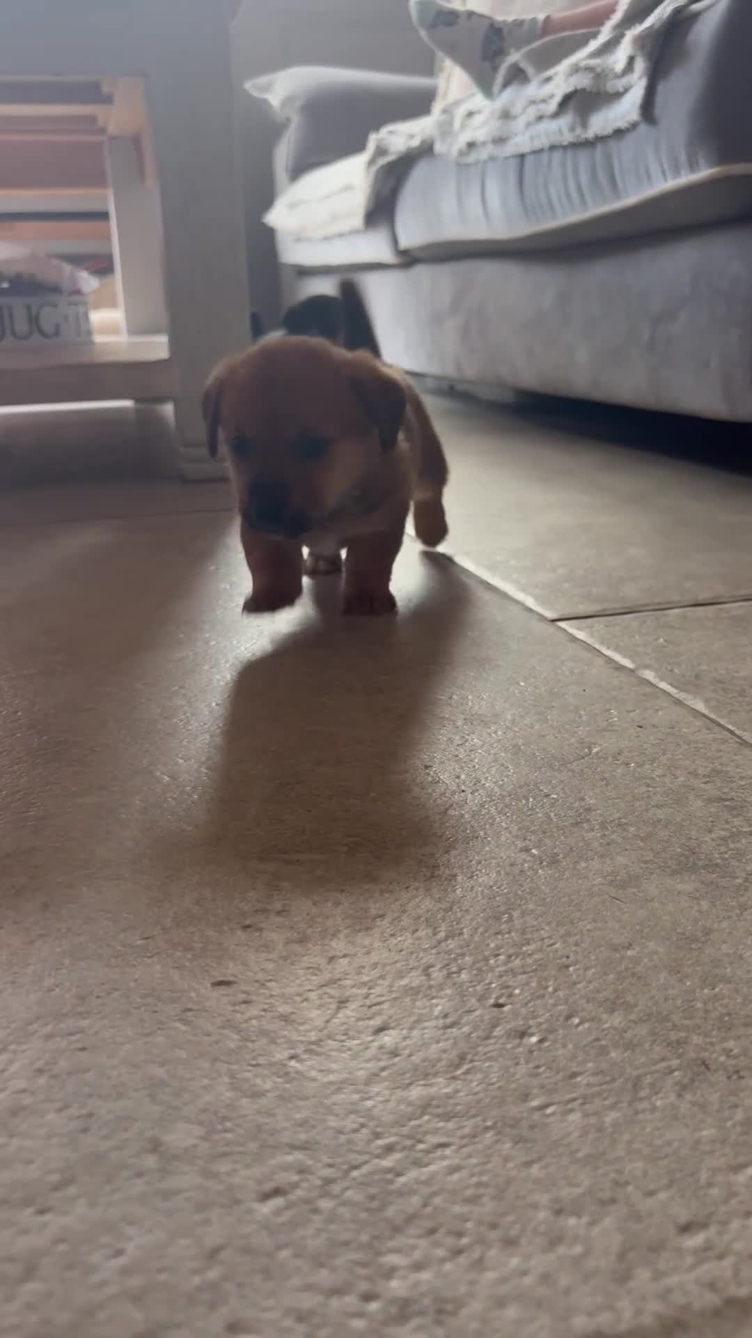 Jack Russell dogs for sale: Tan, Black and Tan puppies for sale  in Malton - Video 2