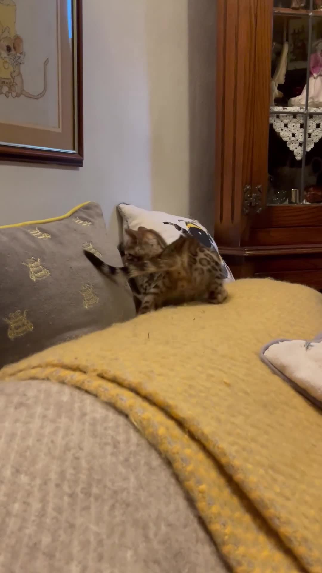 Bengal cats for sale: Registered Vaccinated Quality Bengal Kittens  - Video 2