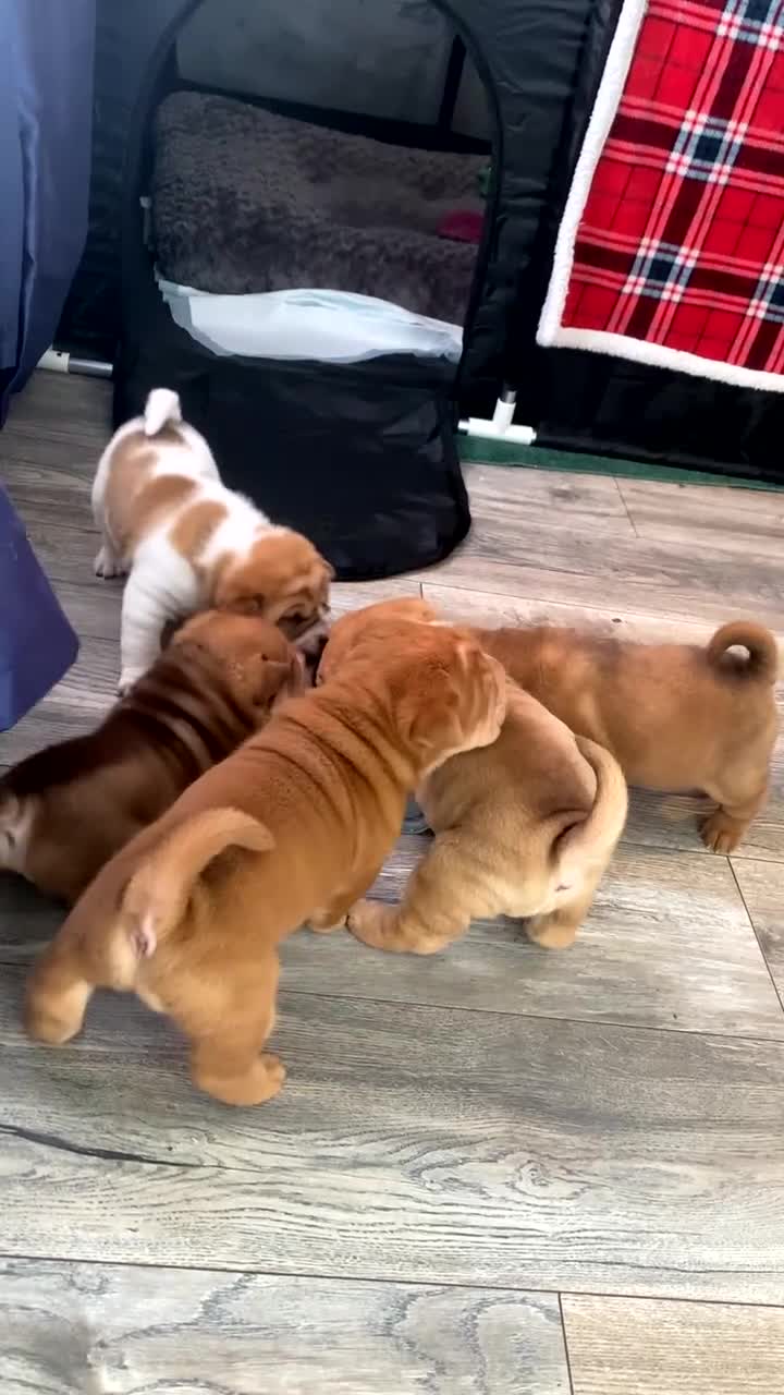 Shar Pei dogs for sale: 7 WEEKS Beautiful KC Registered Shar Pei Puppies - Video 2