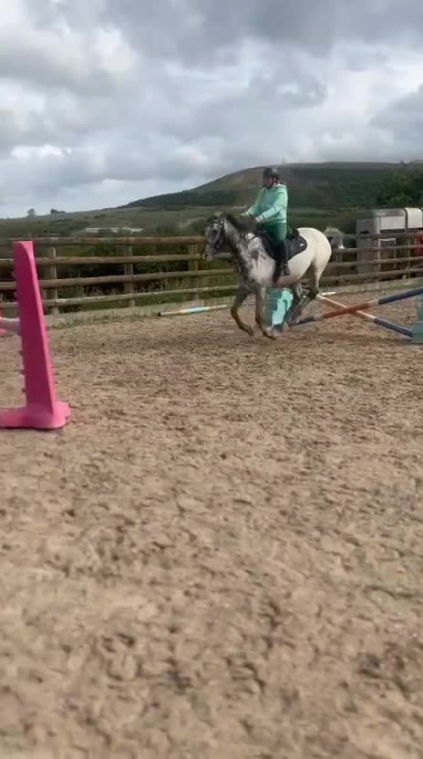 Appaloosa horses for sale: Knabstrupper x Appaloosa gelding  - Video 3