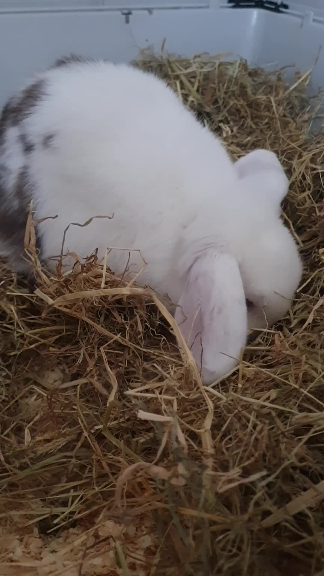 Mini Lop rabbits for sale: Male mini lop - Video 1