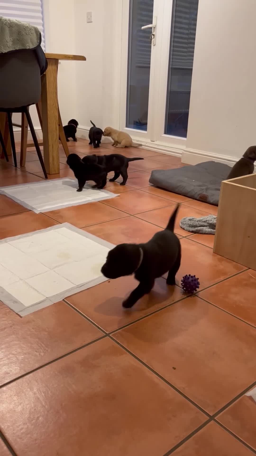 Labrador Retriever dogs for sale: **KC REGISTERED Labrador Puppies **  - Video 1