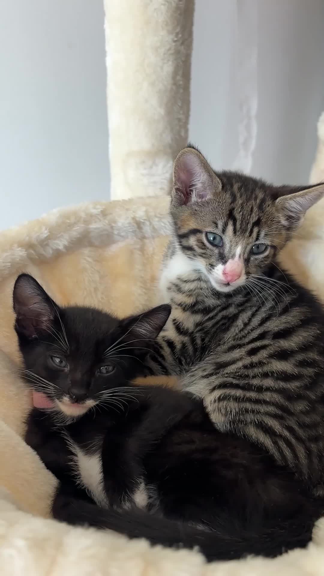 Savannah cats for sale: F4 Savannah x British Shorthair Kittens Available - Video 4