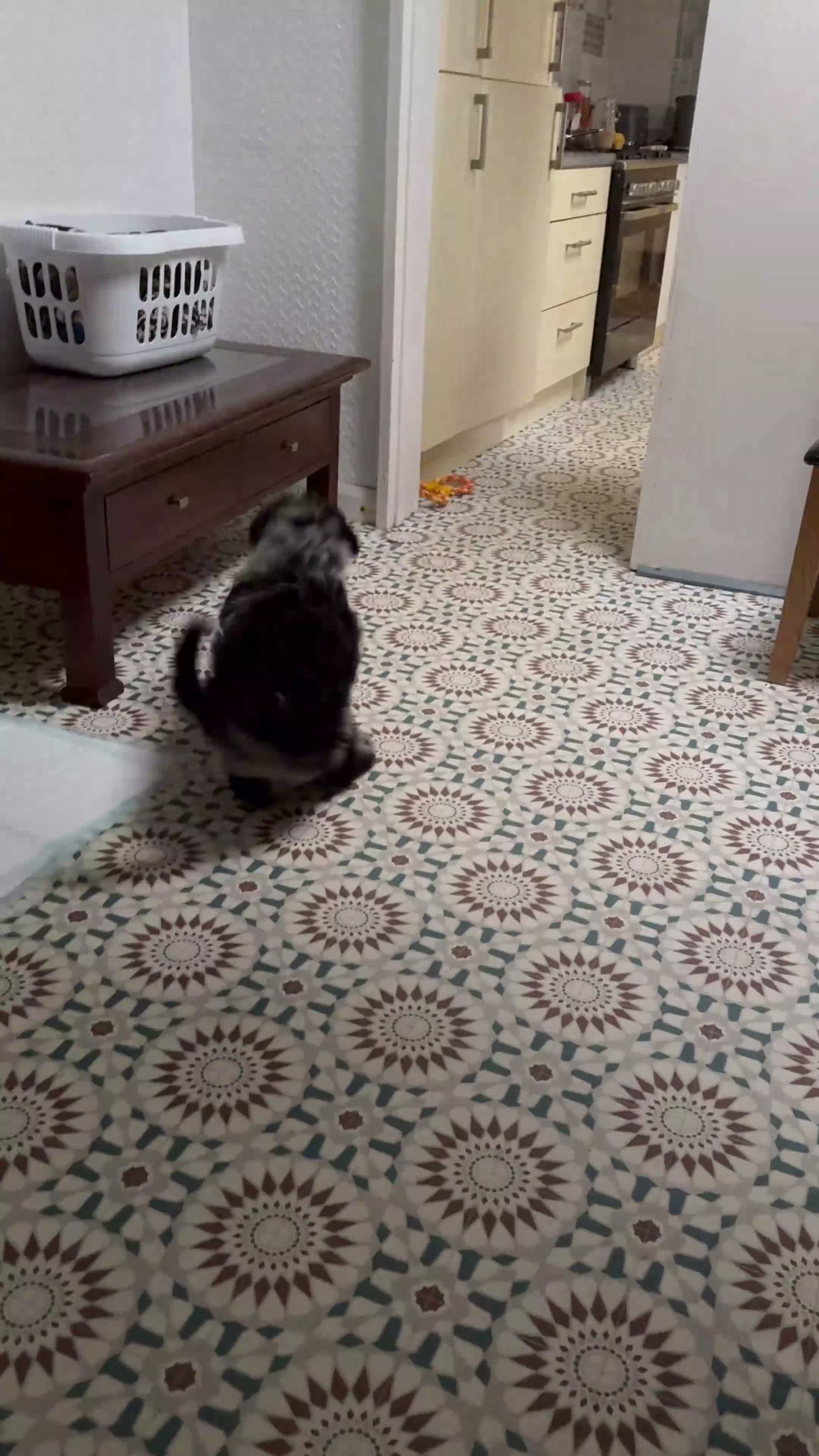 Cockapoo dogs for sale: Arlo - cockapoo puppy - Video 1