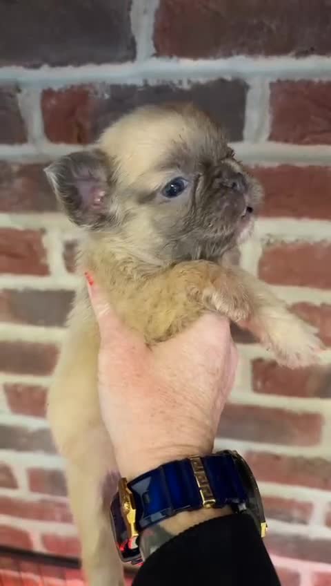 French Bulldog dogs for sale: Full fluffy French bulldogs Pink  - Video 3