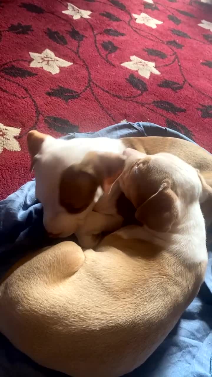 Mixed Breed dogs for sale: 2 beautiful Staffordshire bull terrier mix - Video 2