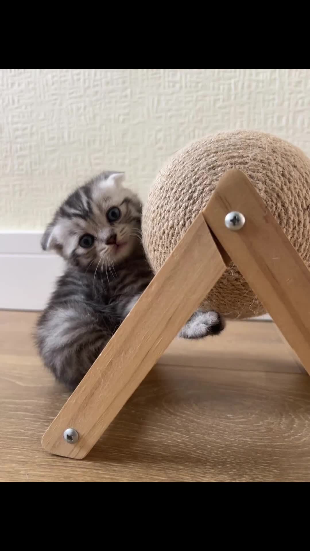 Mixed Breed cats for sale: 6 Beautiful Kittens - Video 4
