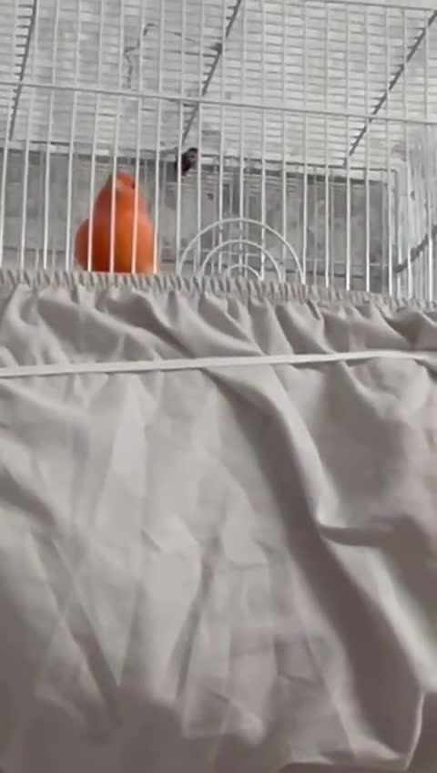 Mixed Breed birds for sale: Canaries - Video 3