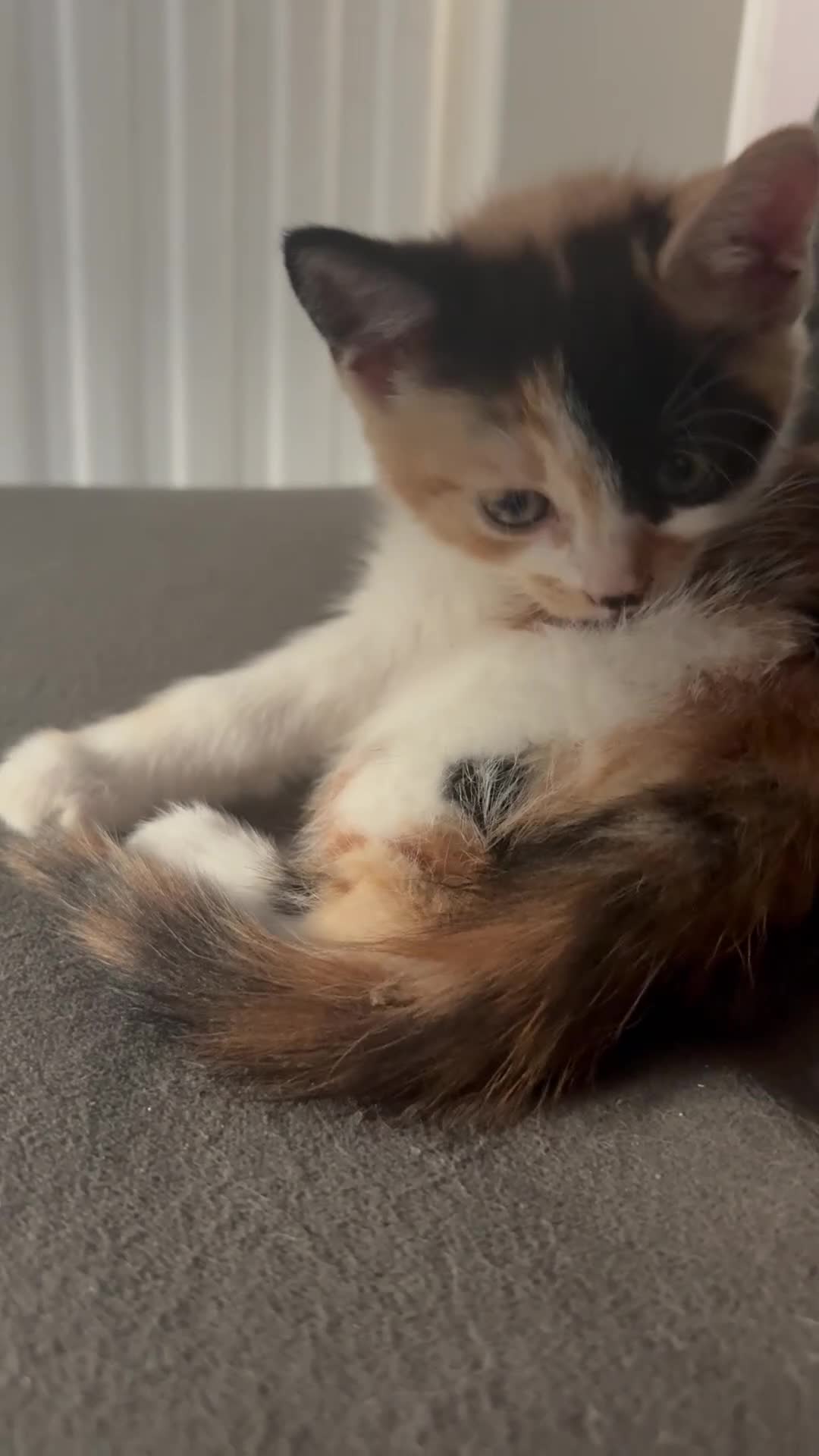 Mixed Breed cats for sale: 4 Kittens for Sale. Ready for Their Forever Homes - Video 1