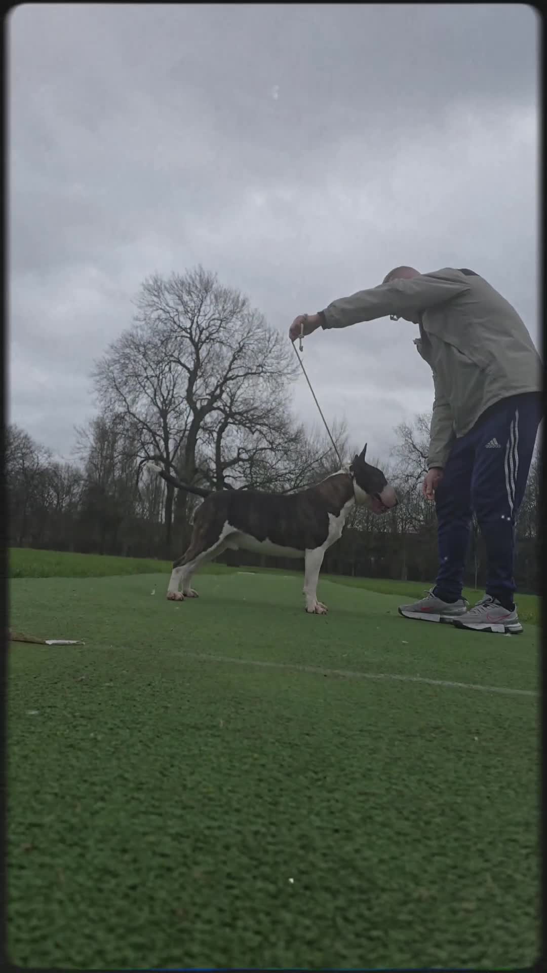 English Bull Terrier dogs for stud: "Pedigree Perfection" one of the best in the world - Video 2