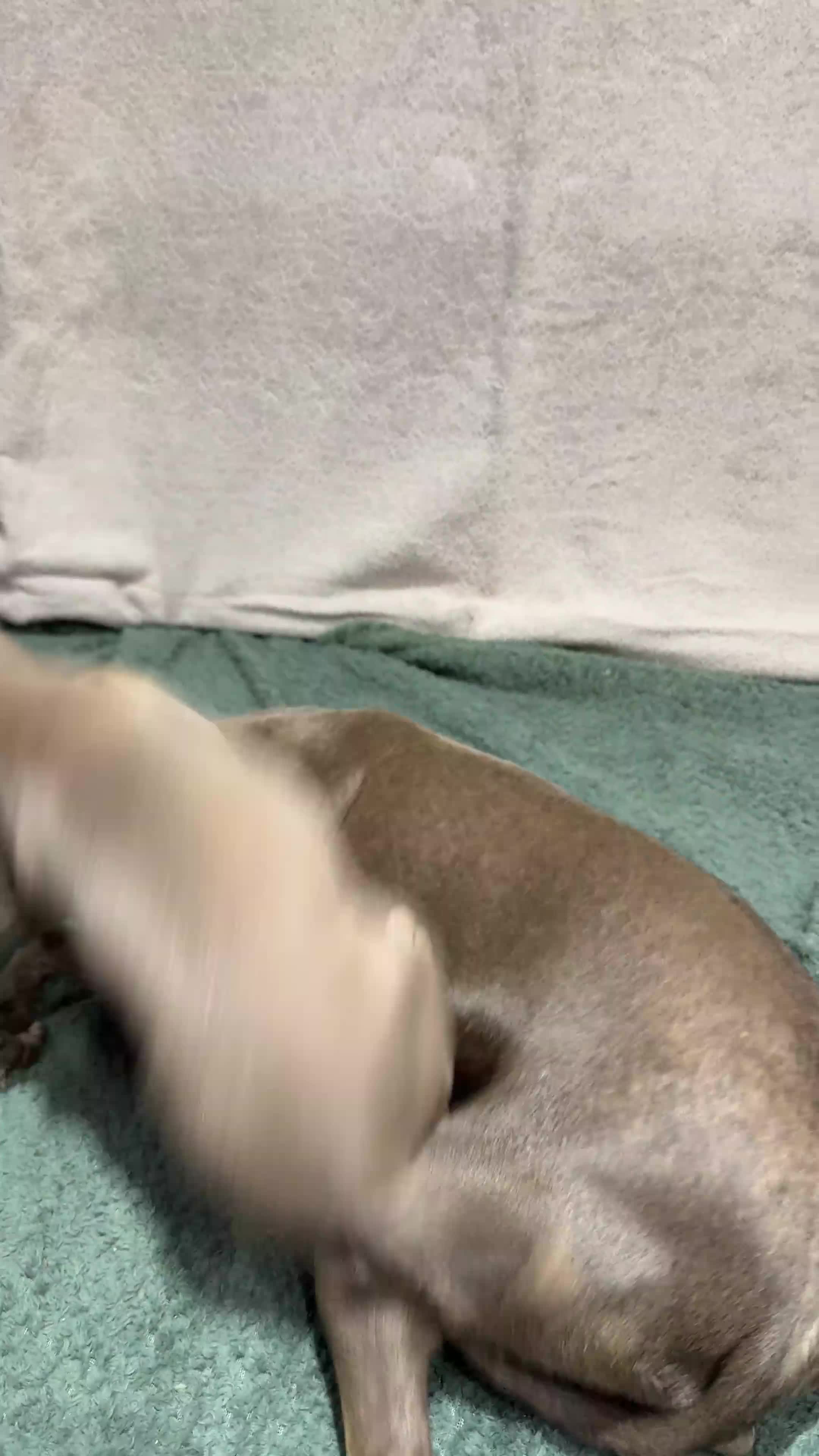 Italian Greyhound dogs for sale: Beautiful Italian Greyhound Puppy 1 Girl Available - Video 1