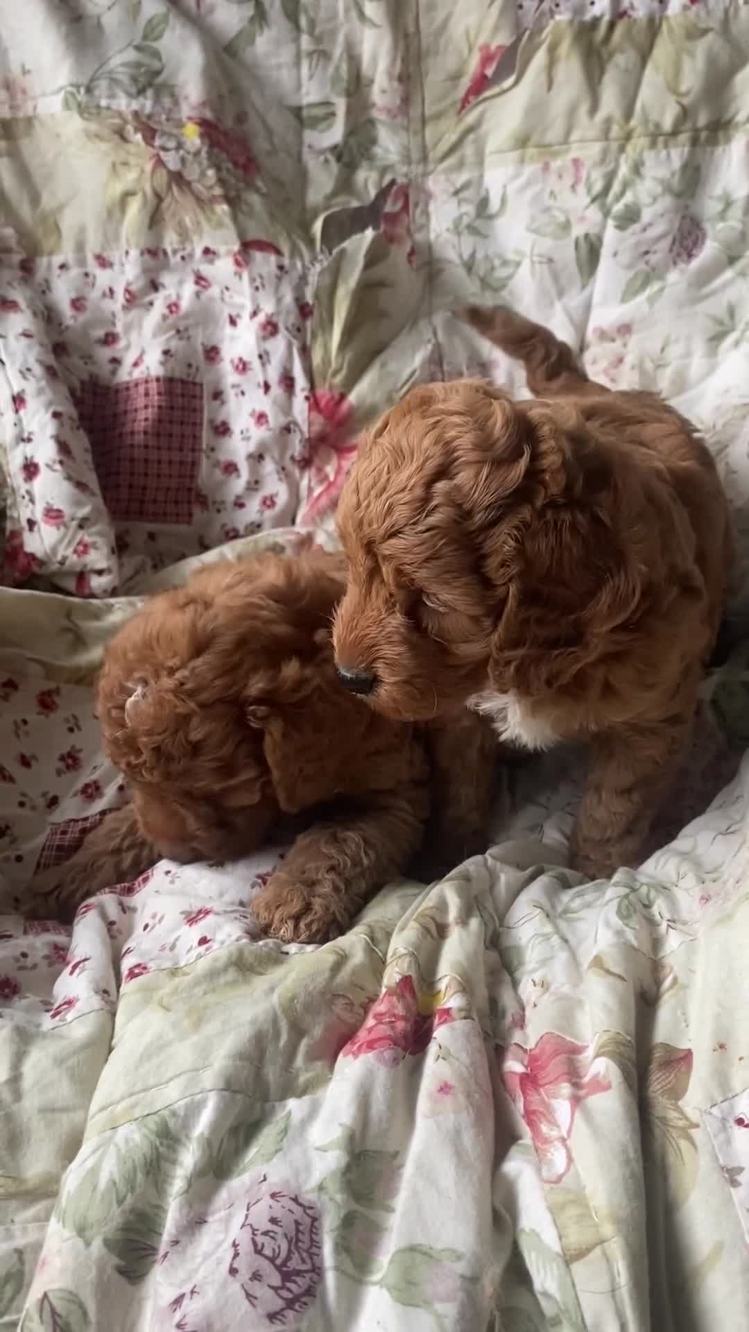 Cockapoo dogs for sale: Fabulous F1b Fox Red Cockapoo Health Cleared - Video 2