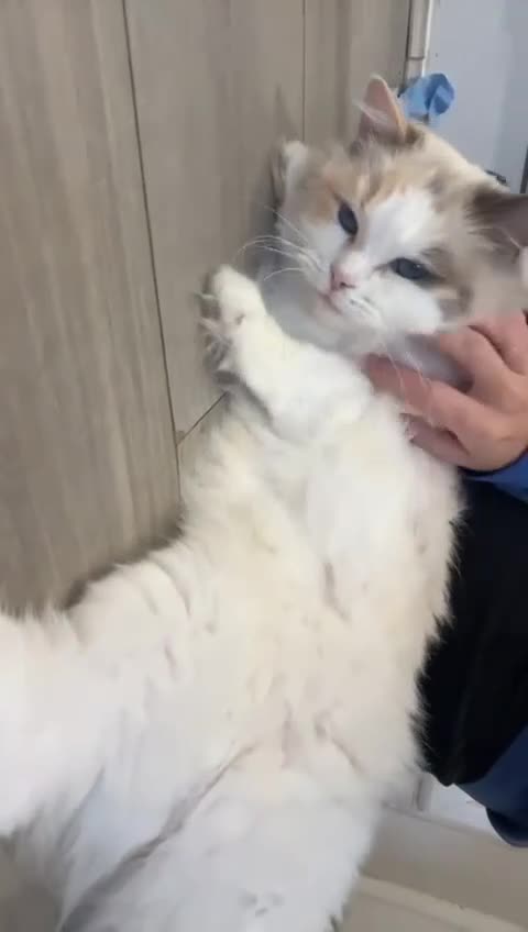 Ragdoll cats for sale: Bkue tortie point/bicolour - Video 1