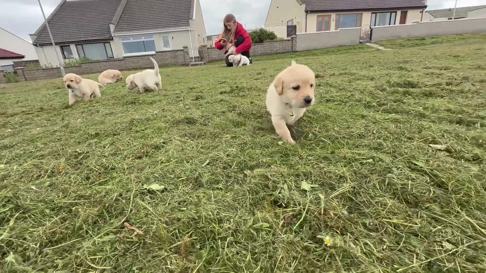 Labradoodle dogs for sale: Beautiful labradoodle puppies smart and gently in Fraserburgh - Video 1