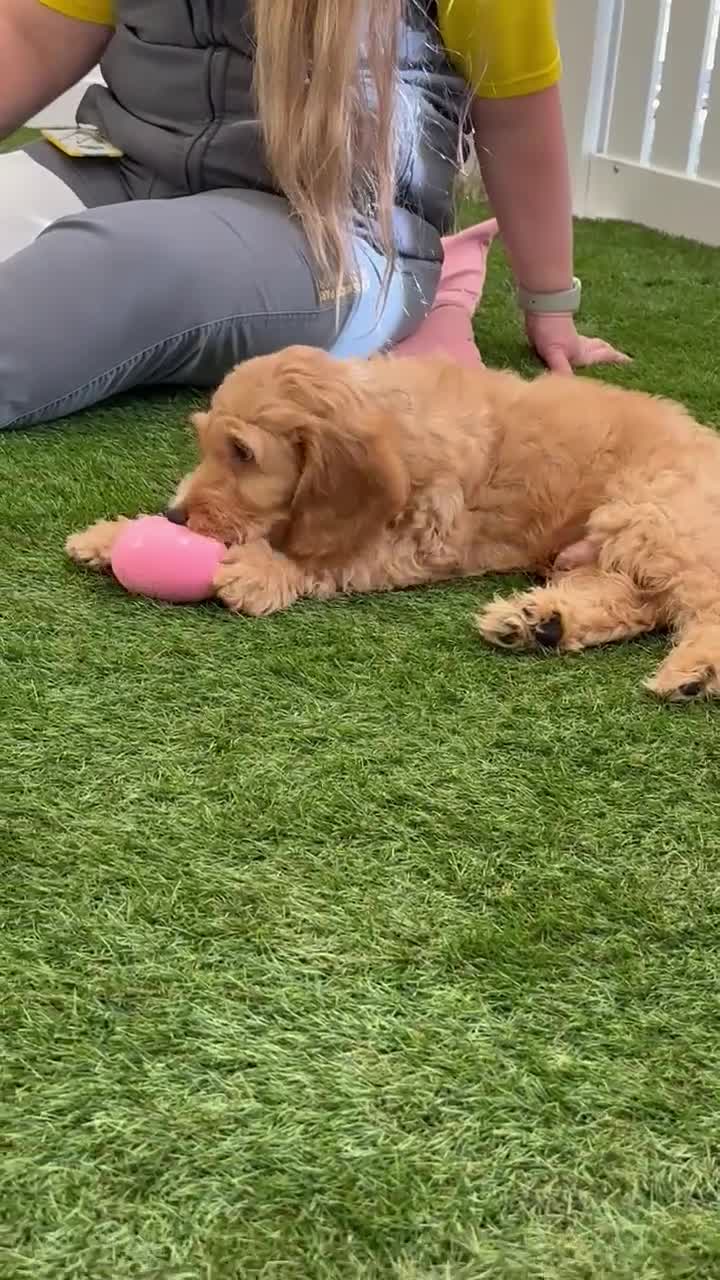 Irish Doodle dogs for sale: Toy Irish Doodle Puppies,1st vac and ready to go!  - Video 3