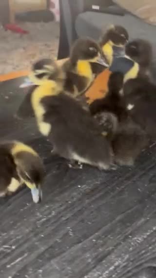 Mixed Breed poultry for sale: Cayuga x Indian Runner Ducklings - Video 1