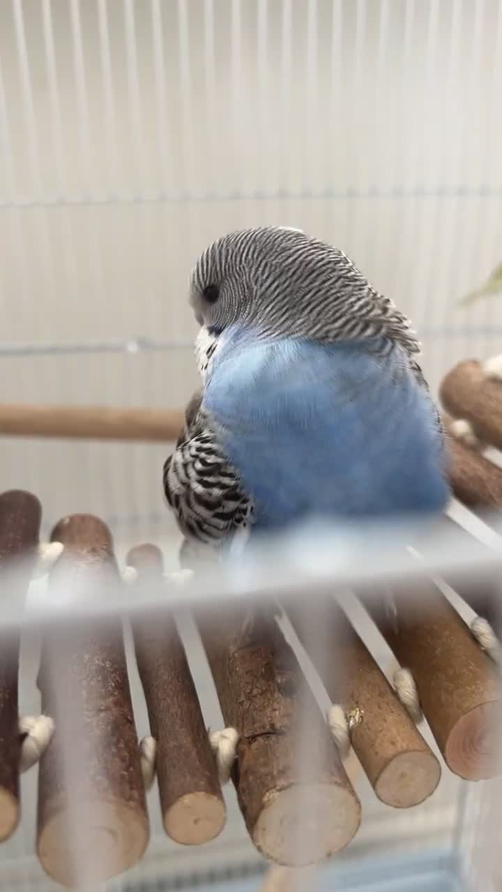 Budgerigars birds for sale: Budgie for sale! in Walsall - Video 1